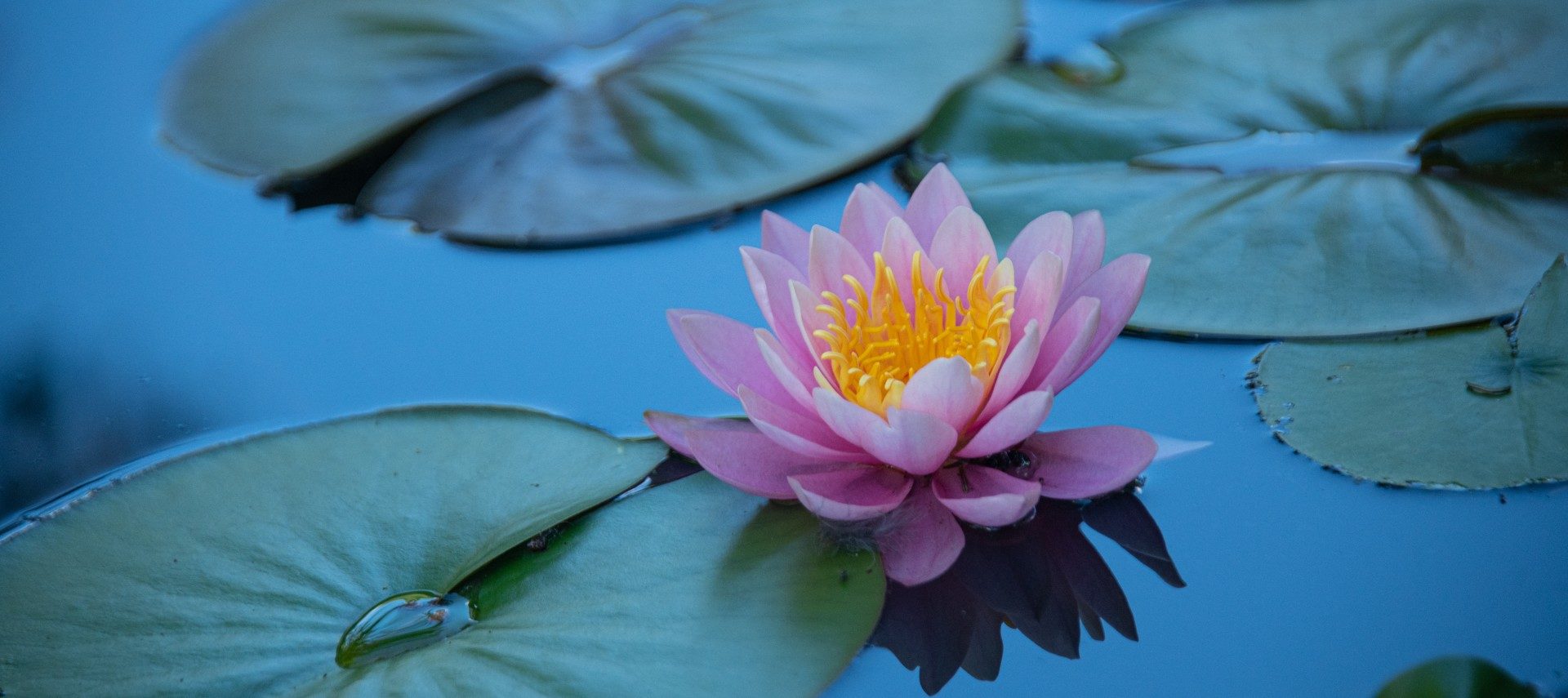 Green lily pads in water with one yellow and pink flower floating